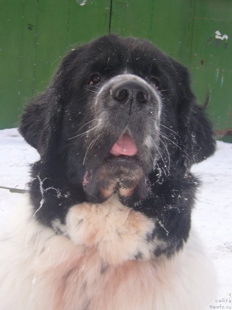 Фотография № 113363