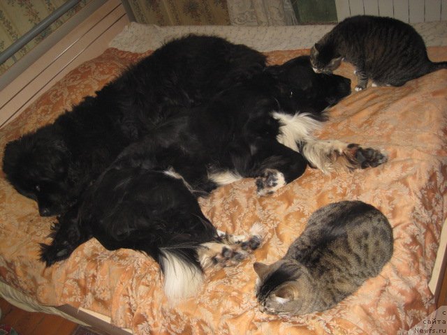 Фото: Тима, ньюфаундленд Супер Бизон Гера, и коты