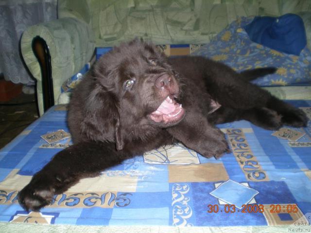 Фото: ньюфаундленд Янтарная Яшма Денвера