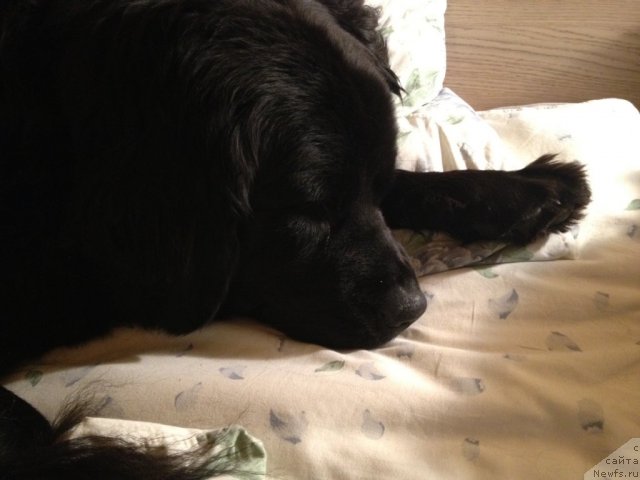 Фото: ньюфаундленд Бонни Флайт