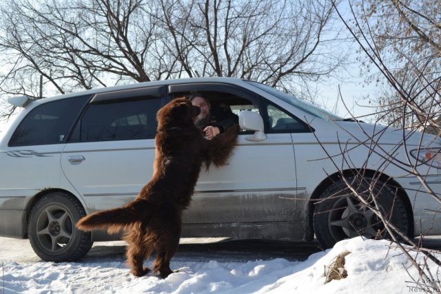 Фото: ньюфаундленд Аркадия Виват Арбона