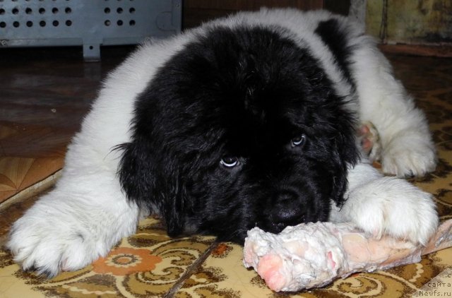 Фото: ньюфаундленд Санта Де Ла Морис