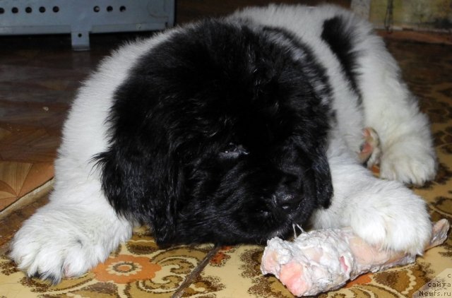 Фото: ньюфаундленд Санта Де Ла Морис