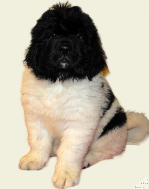 Фото: ньюфаундленд Санта Де Ла Морис