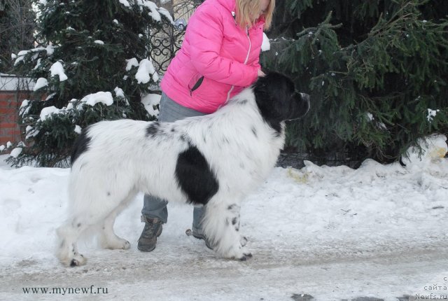 Фото: ньюфаундленд Fenix du Puy de Vendegre