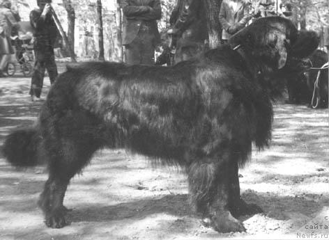 Фото: ньюфаундленд Тори Магр