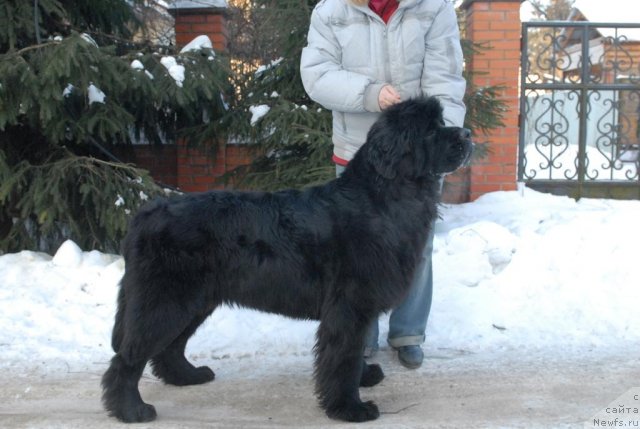 Фото: ньюфаундленд Сент Джонс Харебелл (Sent Djons Harebell)