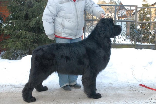 Фото: ньюфаундленд Сент Джонс Харебелл (Sent Djons Harebell)