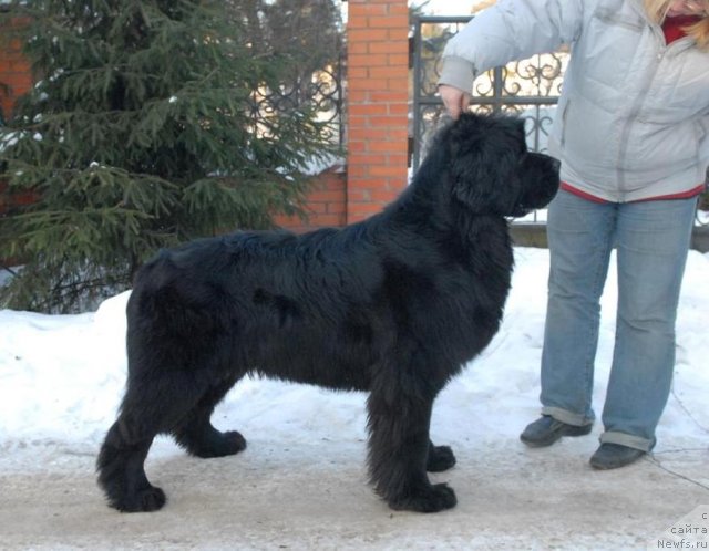 Фото: ньюфаундленд Сент Джонс Харебелл (Sent Djons Harebell)
