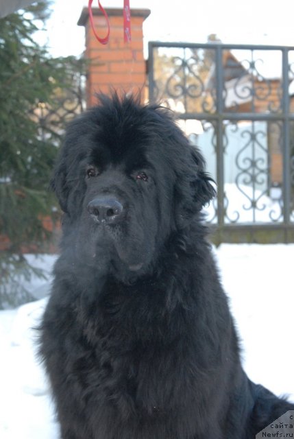 Фото: ньюфаундленд Сент Джонс Харебелл (Sent Djons Harebell)
