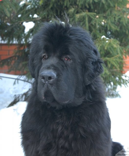 Фото: ньюфаундленд Сент Джонс Харебелл (Sent Djons Harebell)