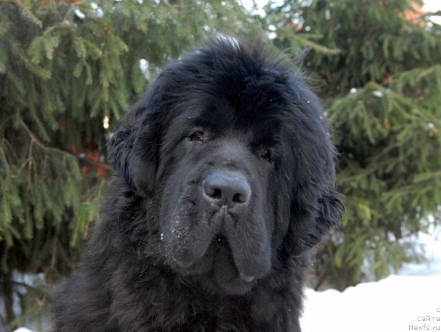 Фото: ньюфаундленд Сент Джонс Харебелл (Sent Djons Harebell)