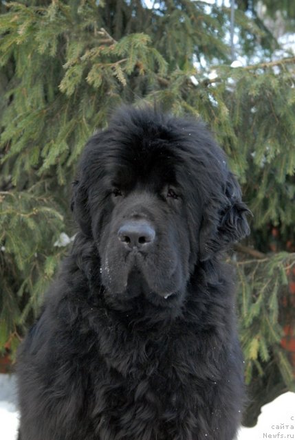 Фото: ньюфаундленд Сент Джонс Харебелл (Sent Djons Harebell)