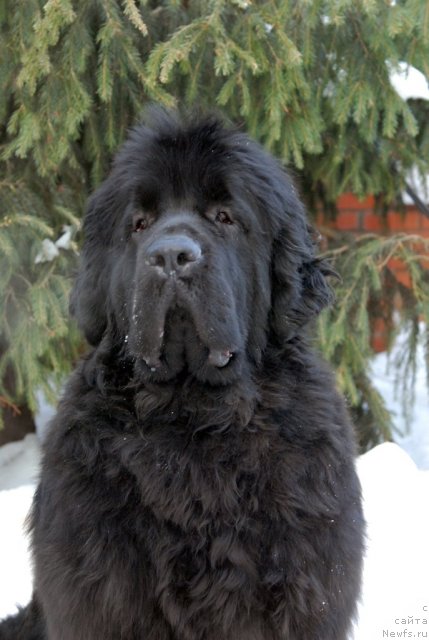 Фото: ньюфаундленд Сент Джонс Харебелл (Sent Djons Harebell)