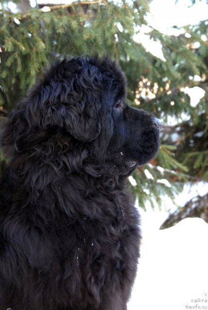 Фото: ньюфаундленд Сент Джонс Харебелл (Sent Djons Harebell)