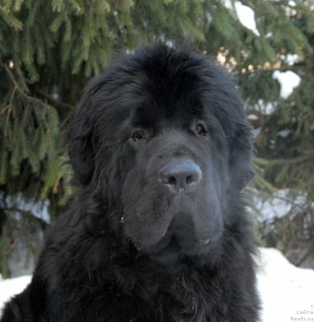 Фото: ньюфаундленд Сент Джонс Харебелл (Sent Djons Harebell)
