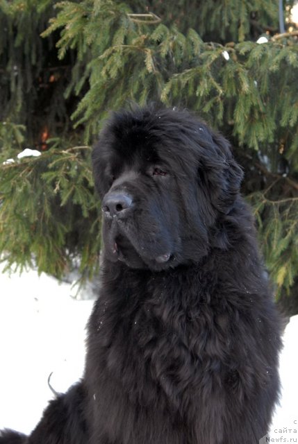 Фото: ньюфаундленд Сент Джонс Харебелл (Sent Djons Harebell)