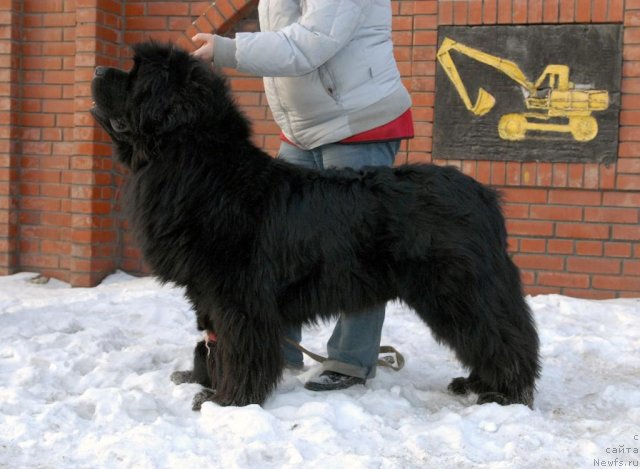 Фото: ньюфаундленд Сент Джонс Хаммер (Sent Djons Hummer)