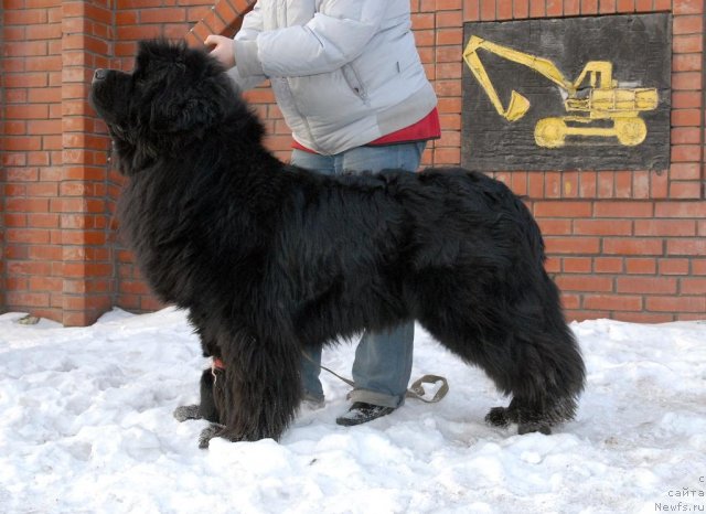 Фото: ньюфаундленд Сент Джонс Хаммер (Sent Djons Hummer)