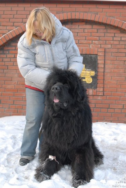 Фото: ньюфаундленд Сент Джонс Хаммер (Sent Djons Hummer)