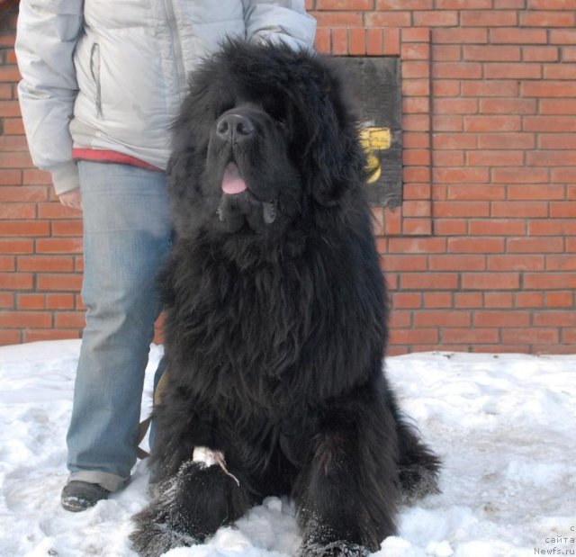 Фото: ньюфаундленд Сент Джонс Хаммер (Sent Djons Hummer)