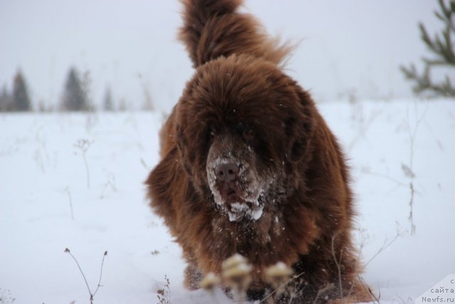Фото: ньюфаундленд Бархатка Роскошная