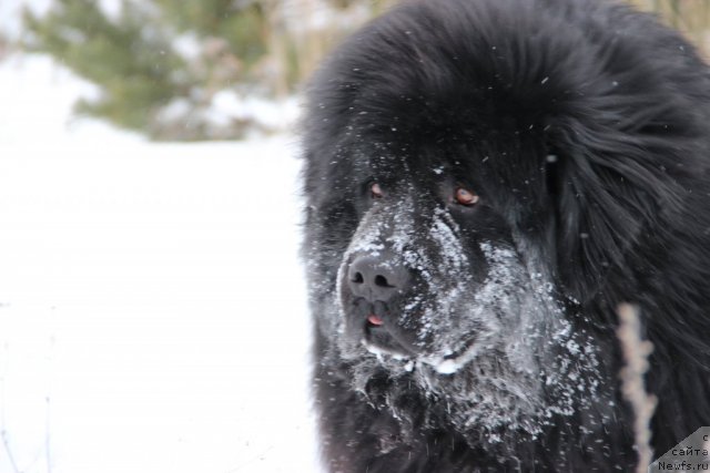 Фото: ньюфаундленд Ньюфорт Лунный Бархат