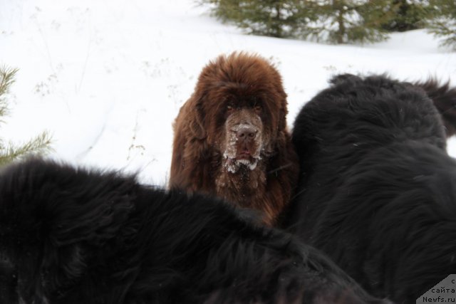 Фото: ньюфаундленд Бархатка Роскошная