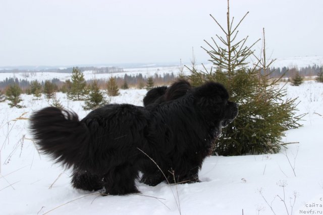 Фото: ньюфаундленд Баловень Судьбы
