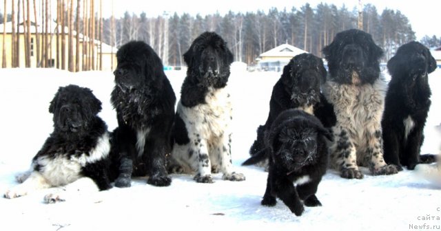 Фото: ньюфаундленд Супер Премиум Зиппи Сенсейшен, ньюфаундленд Изумруд Моей Души, ньюфаундленд Плюшевая Панда Ла Белла, ньюфаундленд Аквиан Сонг Идзуми, ньюфаундленд Икона Стиля, ньюфаундленд Супер Бизон Арго (Super Bizon Argo), ньюфаундленд Бианка Вайт Пэрл