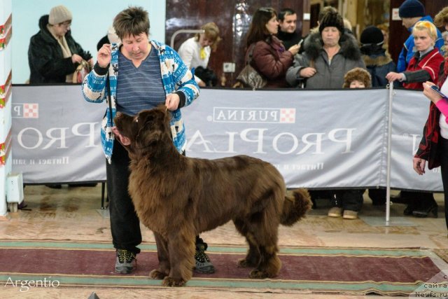 Фото: ньюфаундленд Обуш Шед Якутия (Obush Shed Yakutia), Вера Гнитеева