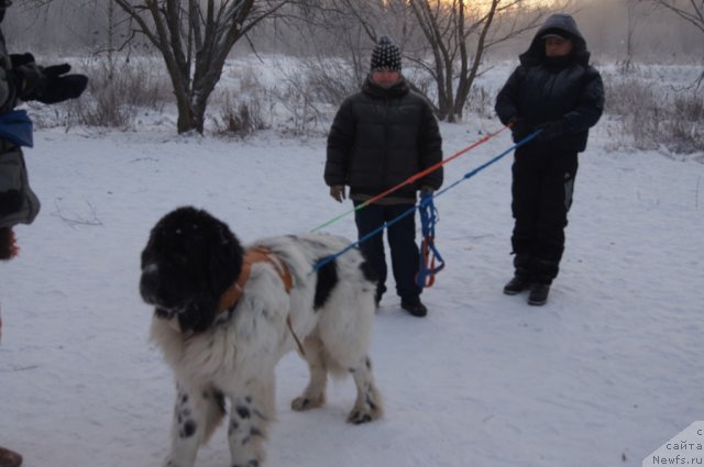 Фото: ньюфаундленд Fenix du Puy de Vendegre, Галина Артюшина, Александр Бурмистров