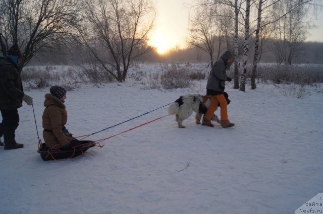Фото: Галина Артюшина, [p1742] в санях, Юлия Пронина, ньюфаундленд Fenix du Puy de Vendegre