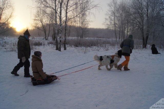 Фото: Галина Артюшина, [p1742] в санях, Юлия Пронина, ньюфаундленд Fenix du Puy de Vendegre