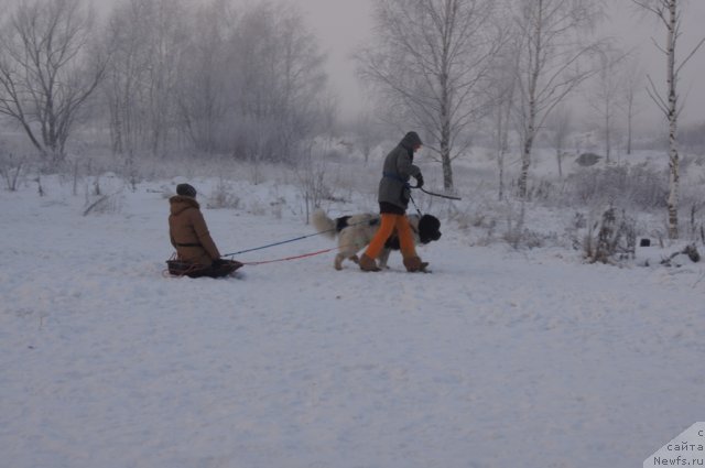 Фото: [p1742] в санях, Юлия Пронина, ньюфаундленд Fenix du Puy de Vendegre