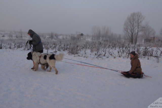 Фото: Юлия Пронина, ньюфаундленд Fenix du Puy de Vendegre, [p1742:Ириша] в санях