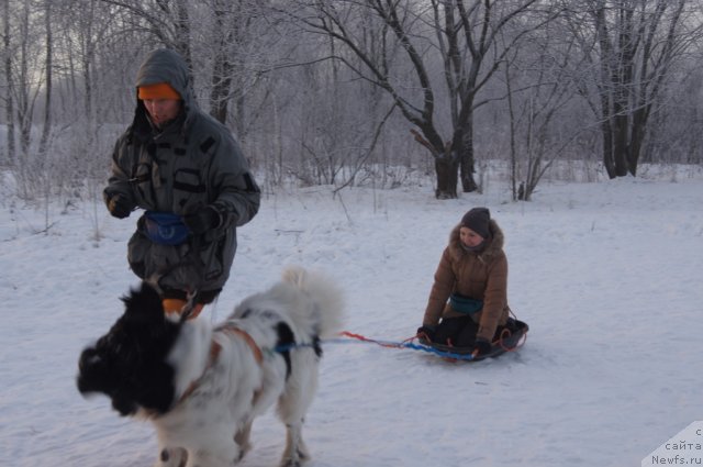 Фото: Юлия Пронина, ньюфаундленд Fenix du Puy de Vendegre, Ирина Складнова