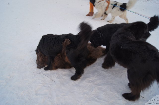 Фото: ньюфаундленд Очаровашка с Берега Дона (Ocharovashka s Berega Dona), ньюфаундленд Рэш, ньюфаундленд Сент Джонс Лесная Фея, ньюфаундленд Бегущая по Волнам Фогет Ми Нот