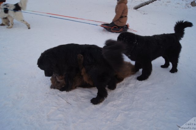 Фото: ньюфаундленд Очаровашка с Берега Дона (Ocharovashka s Berega Dona), ньюфаундленд Рэш, ньюфаундленд Бегущая по Волнам Фогет Ми Нот
