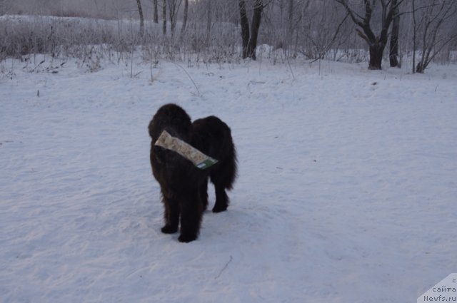 Фото: ньюфаундленд Сент Джонс Лесная Фея