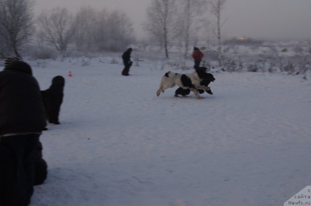 Фото: ньюфаундленд Fenix du Puy de Vendegre, ньюфаундленд Бегущая по Волнам Фогет Ми Нот