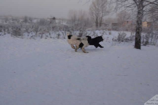Фото: ньюфаундленд Fenix du Puy de Vendegre, ньюфаундленд Бегущая по Волнам Фогет Ми Нот