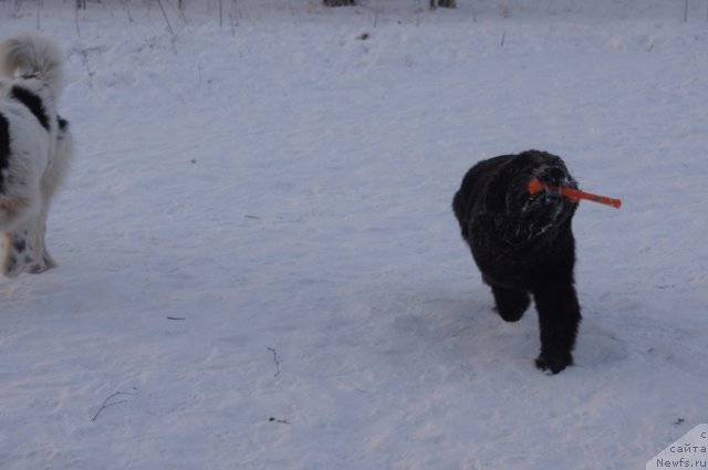 Фото: ньюфаундленд Бегущая по Волнам Фогет Ми Нот