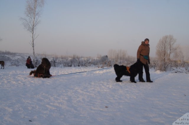 Фото: ньюфаундленд Очаровашка с Берега Дона (Ocharovashka s Berega Dona), Ирина Складнова, ньюфаундленд Рэш