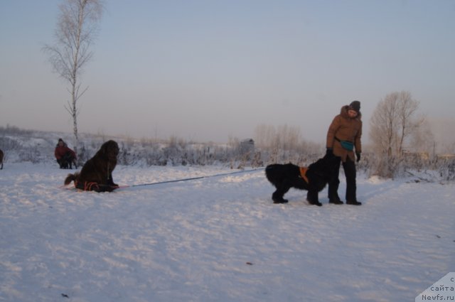 Фото: ньюфаундленд Очаровашка с Берега Дона (Ocharovashka s Berega Dona), Ирина Складнова, ньюфаундленд Рэш