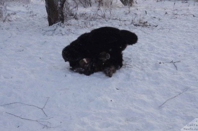 Фото: ньюфаундленд Очаровашка с Берега Дона (Ocharovashka s Berega Dona), ньюфаундленд Бегущая по Волнам Фогет Ми Нот