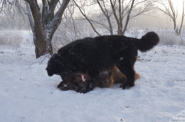 Фото: ньюфаундленд Очаровашка с Берега Дона (Ocharovashka s Berega Dona), ньюфаундленд Бегущая по Волнам Фогет Ми Нот