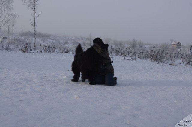 Фото: ньюфаундленд Дюрбахлер Клаб Аль Почино, Юлия Царева