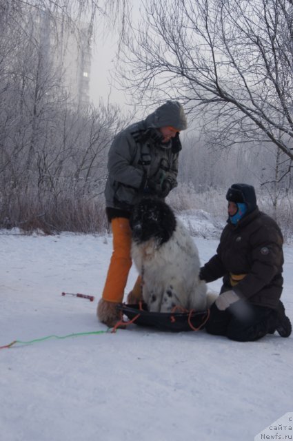 Фото: Юлия Пронина, ньюфаундленд Fenix du Puy de Vendegre, Галина Артюшина