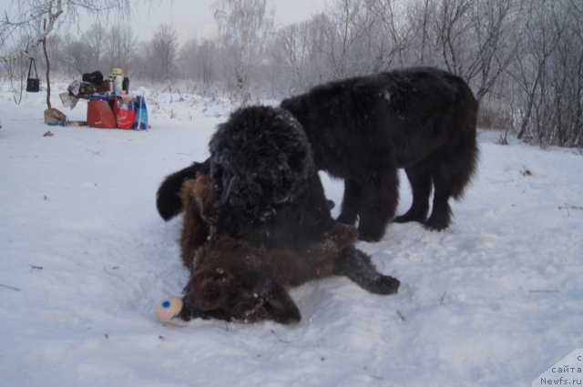 Фото: ньюфаундленд Очаровашка с Берега Дона (Ocharovashka s Berega Dona), ньюфаундленд Бегущая по Волнам Фогет Ми Нот